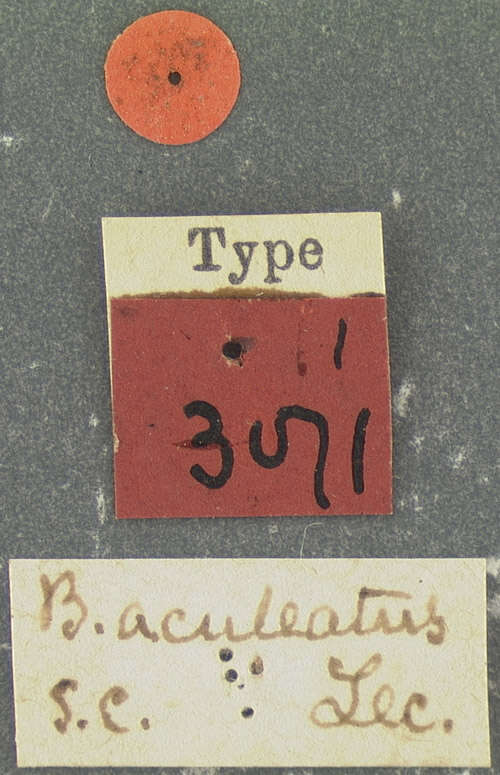 Image of Berosus (Berosus) aculeatus Le Conte & J. L. 1855