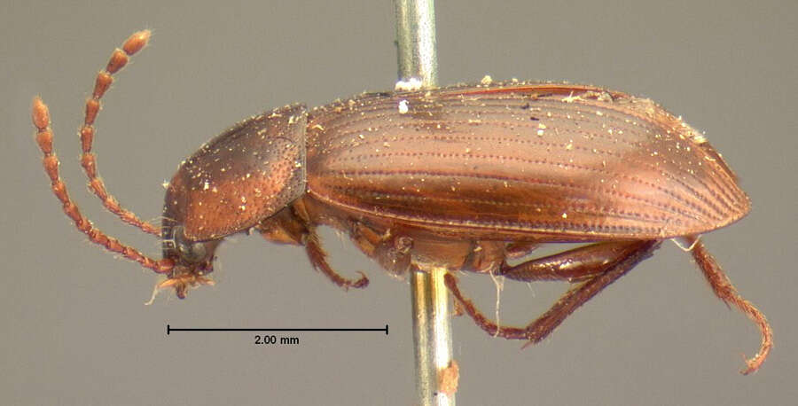 Image of Apteroloma tenuicorne (Le Conte & J. L. 1859)