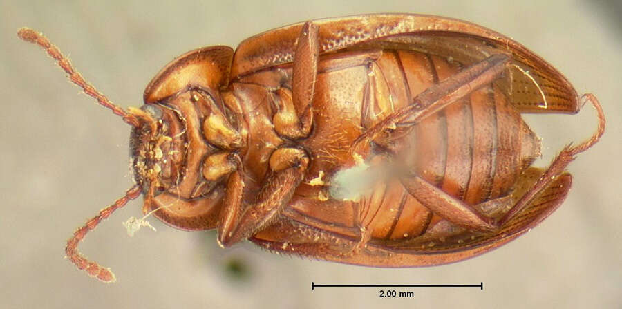 Image of Apteroloma tenuicorne (Le Conte & J. L. 1859)