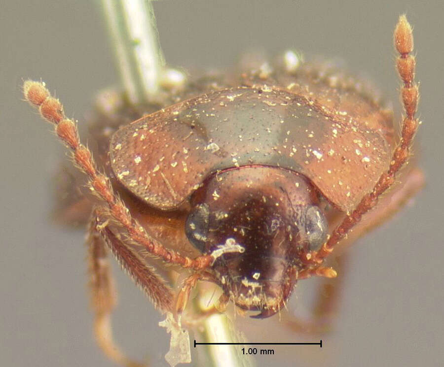 Image of Apteroloma tenuicorne (Le Conte & J. L. 1859)