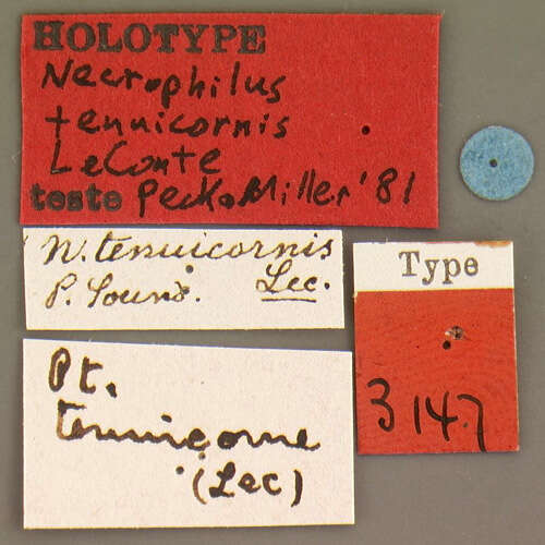 Image of Apteroloma tenuicorne (Le Conte & J. L. 1859)