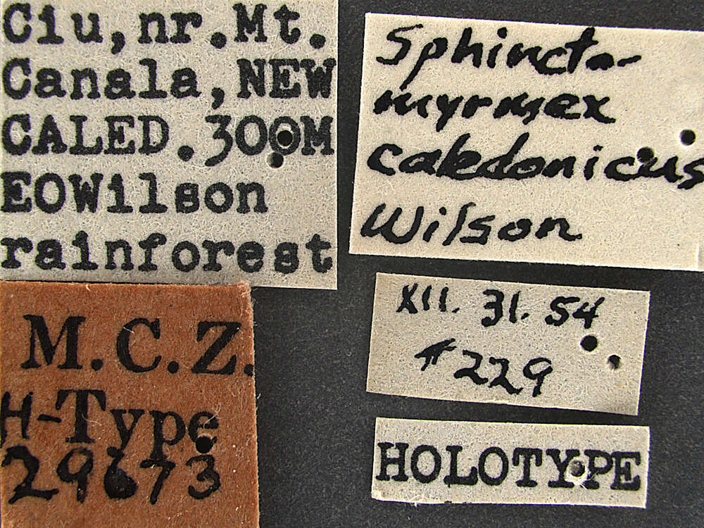 Image of Sphinctomyrmex caledonicus Wilson 1957