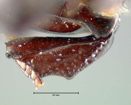 Image of <i>Hister arizonae</i> Horn