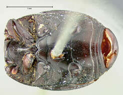 Image of <i>Hister arizonae</i> Horn