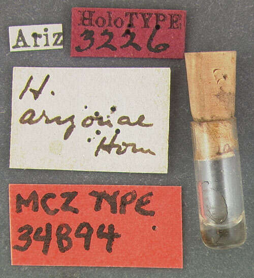 Image of <i>Hister arizonae</i> Horn