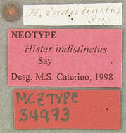 Image of Hister indistinctus Say 1825