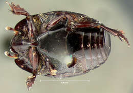 Image of Hister lucanus Horn 1873