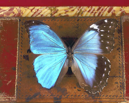 Sivun Morpho menelaus Linnaeus 1758 kuva