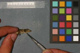 Image of Anolis distichus ignigularis Mertens 1939