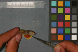 Image of Anolis distichus ignigularis Mertens 1939