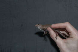 Image of Common Puerto Rican anole