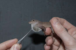 Image of Common Puerto Rican anole