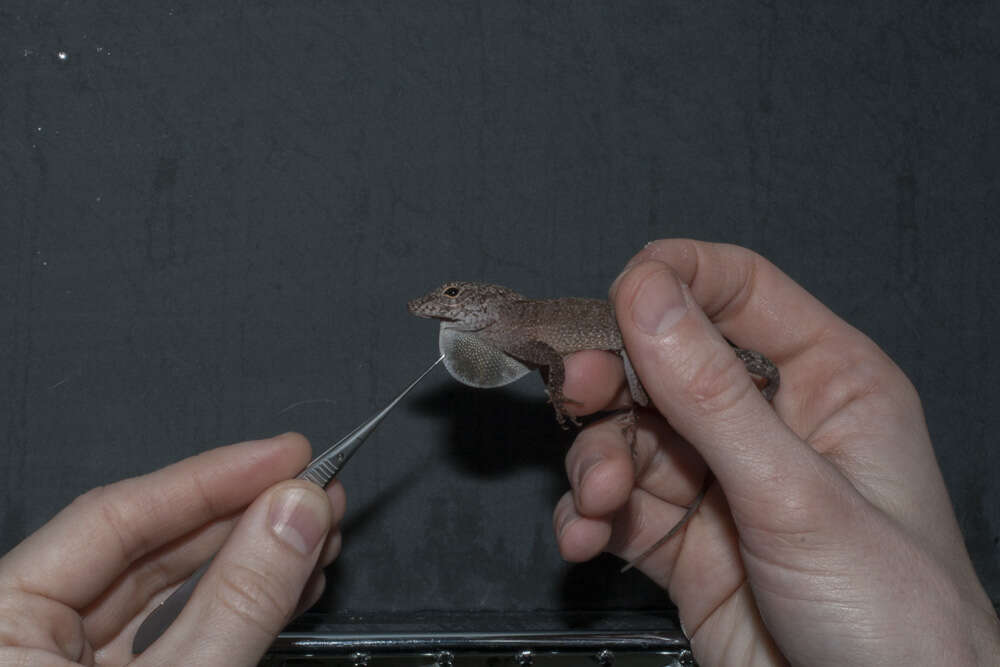 Image of Common Puerto Rican anole