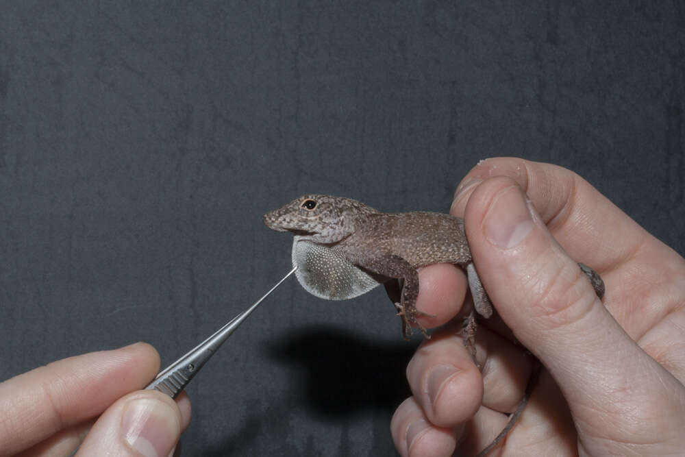 Image of Common Puerto Rican anole