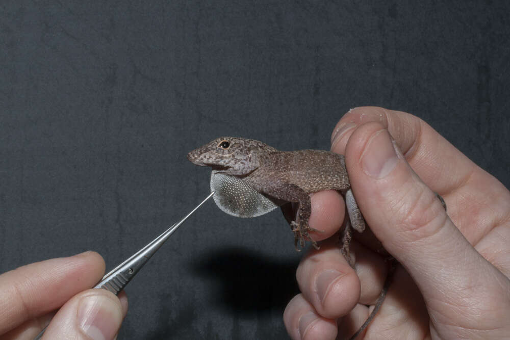 Image of Common Puerto Rican anole