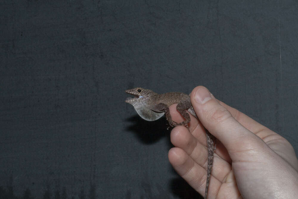 Image of Common Puerto Rican anole