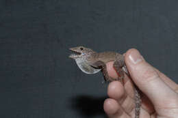 Image of Common Puerto Rican anole