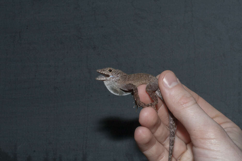 Image of Common Puerto Rican anole