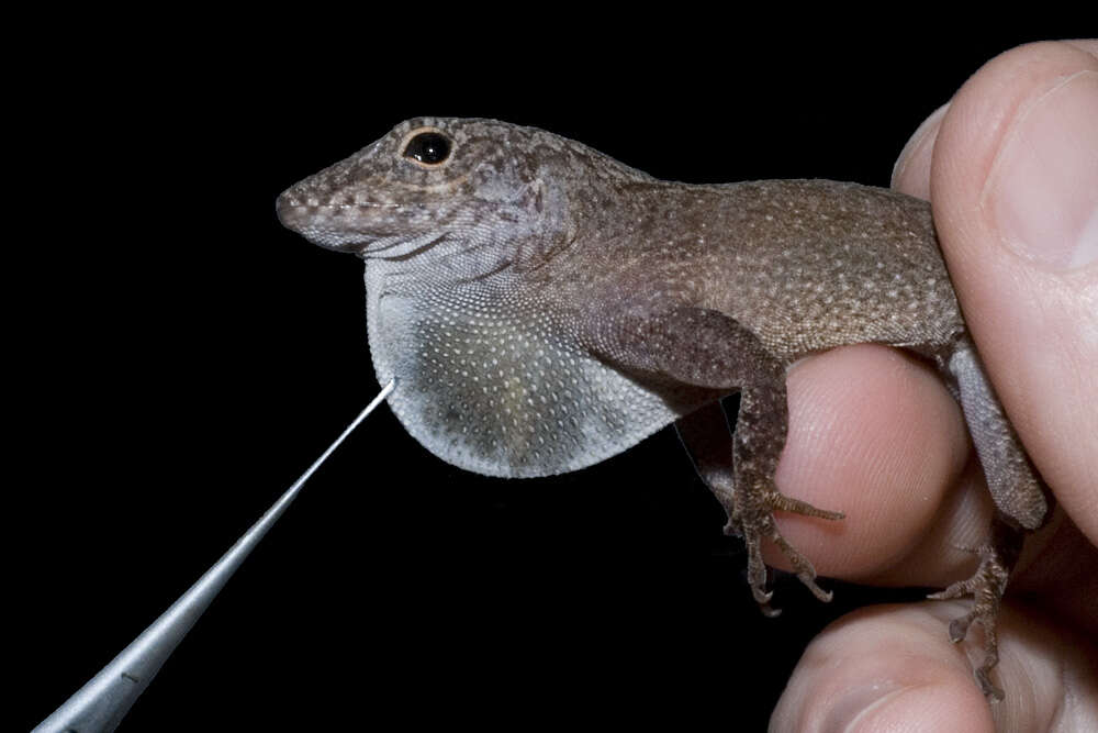 Image of Common Puerto Rican anole