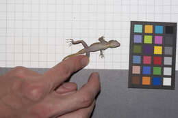 Image of Anolis distichus ravitergum Schwartz 1968