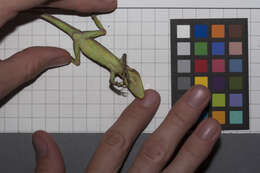 Image of Fowler's Anole