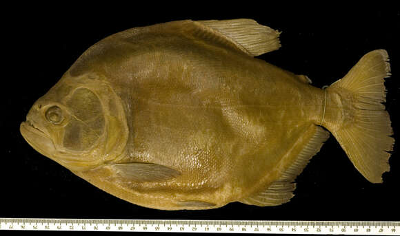 Image of redeye piranha