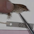 Image of Anolis homolechis homolechis (Cope 1864)