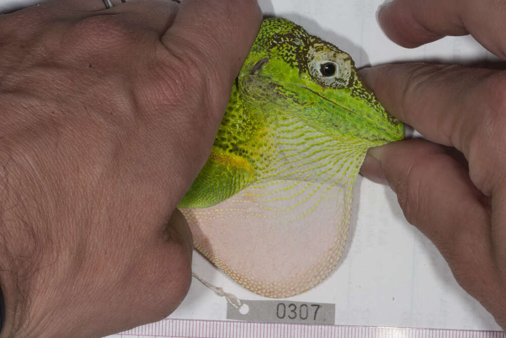 Image of Anolis equestris persparsus Schwartz And Garrido 1972