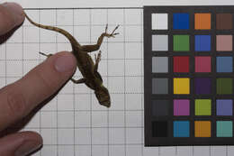 Image de Anolis distichus Cope 1861