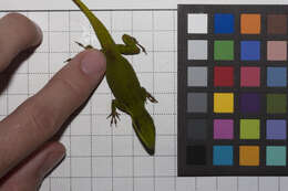 Image of Hispaniolan green anole