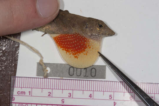 Image of Ahl's Anole