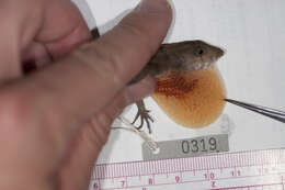 Image of Bueycito Anole