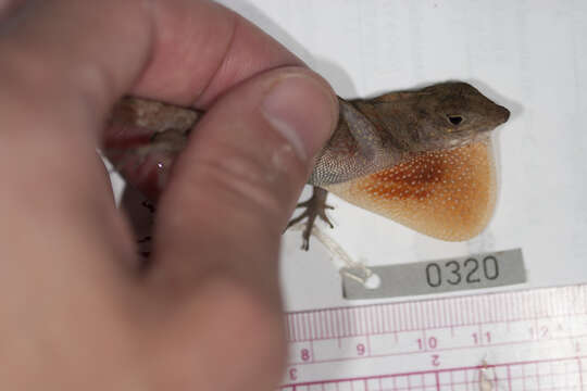 Image of Bueycito Anole