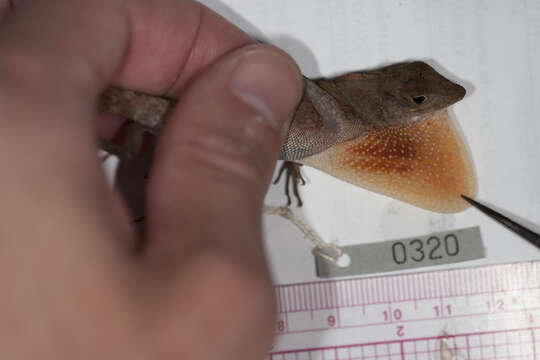 Image of Bueycito Anole