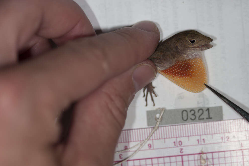 Image of Bueycito Anole