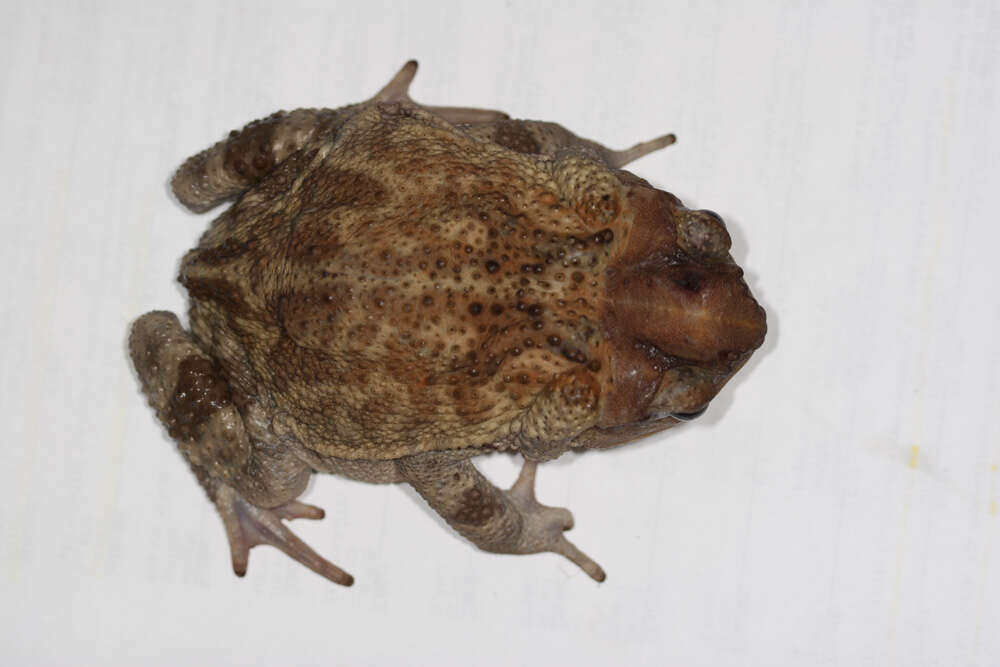 Image of Western Cuba Giant Toad