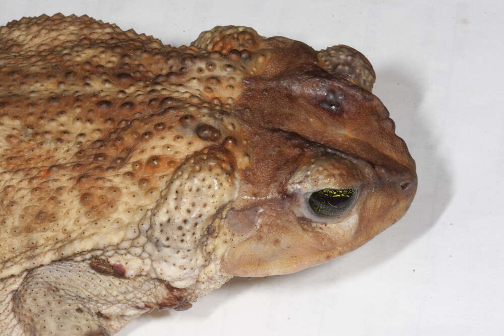 Image of Western Cuba Giant Toad