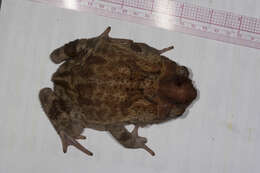 Image of Western Cuba Giant Toad