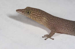 Image of Sphaerodactylus elegans elegans Macleay 1834