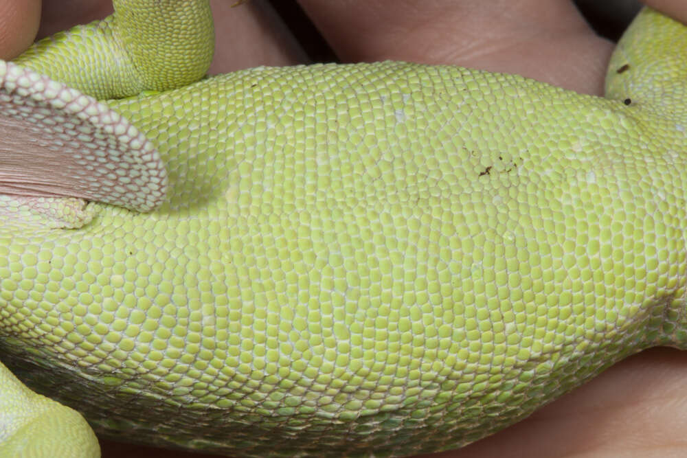 Image of Cuban Giant Anole