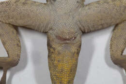 Image of Bark anole