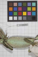 Image of Anolis smallwoodi palardis Schwartz 1964