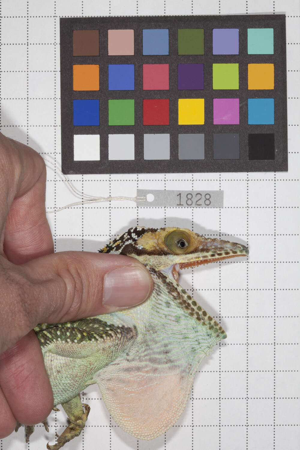 Image of Anolis smallwoodi palardis Schwartz 1964