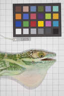 Image of Anolis smallwoodi palardis Schwartz 1964