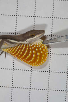 Image of Anolis olssoni extentus Schwartz 1981