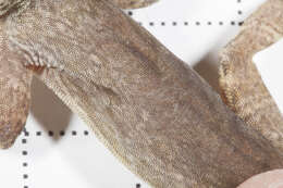 Image of Bark anole