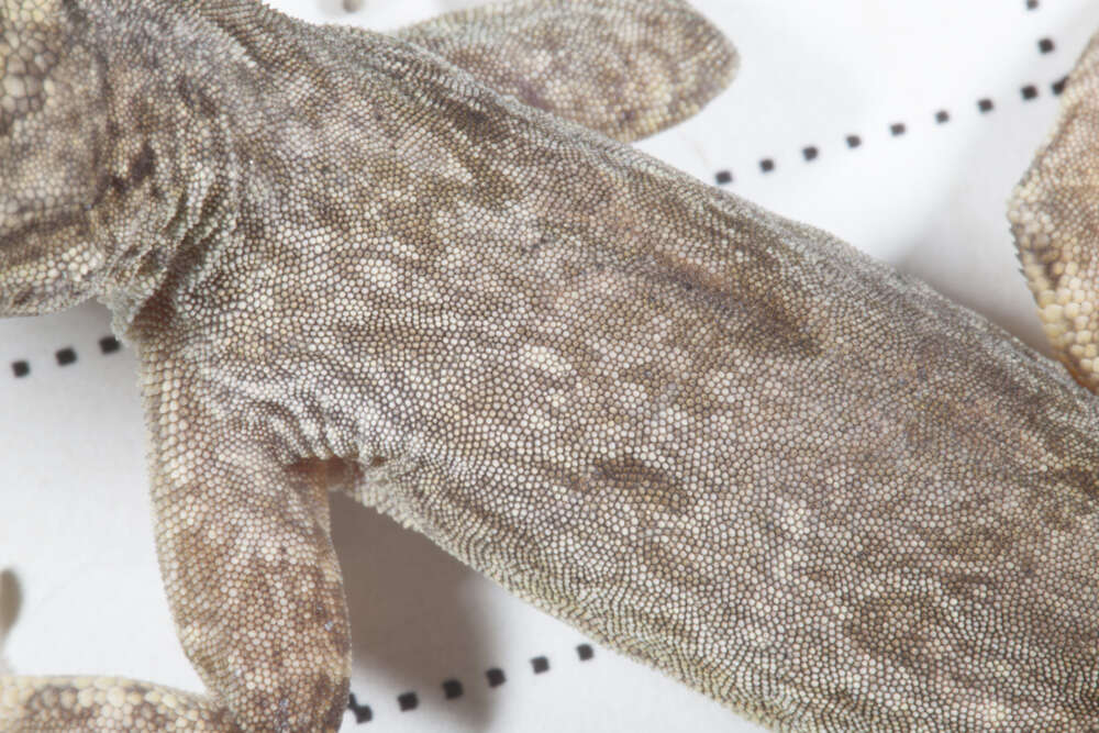 Image of Bark anole