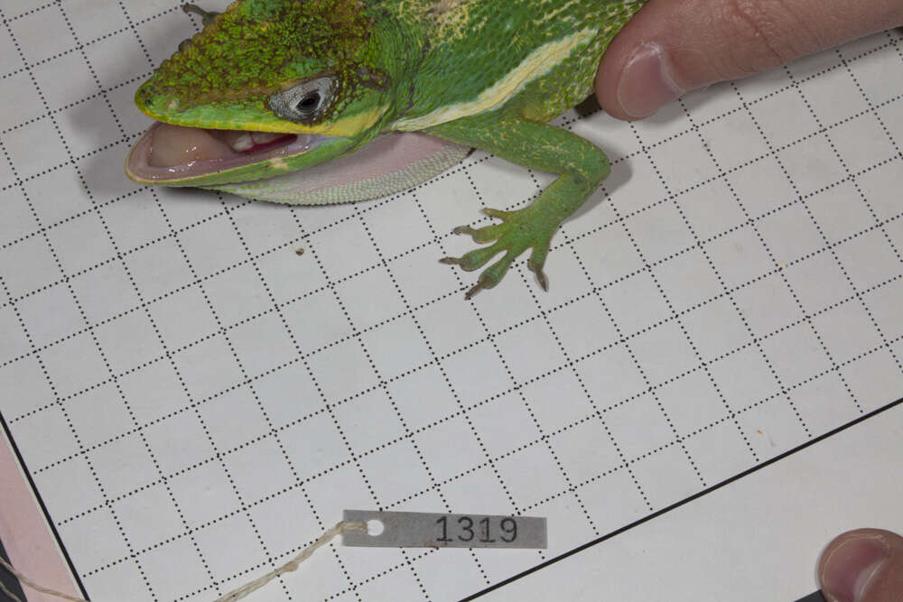 Image of Cuban Giant Anole