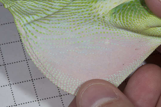 Image of Cuban Giant Anole