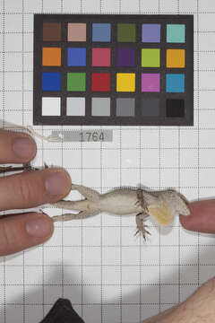 Anolis jubar albertschwartzi Garrido 1973 resmi